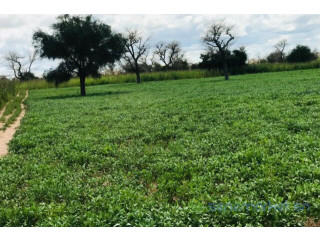 Terrain de 3,10 hectares vers Keur Samba Kane