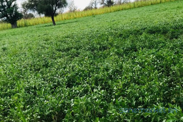 terrain-de-310-hectares-vers-keur-samba-kane-big-1