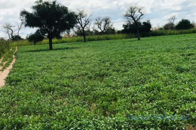 terrain-de-310-hectares-vers-keur-samba-kane-big-0