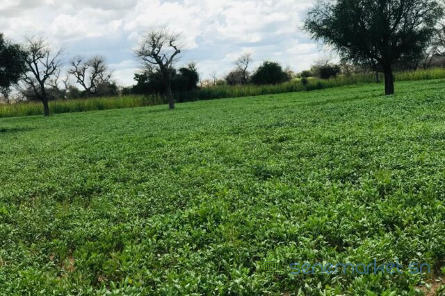 terrain-de-310-hectares-vers-keur-samba-kane-big-2