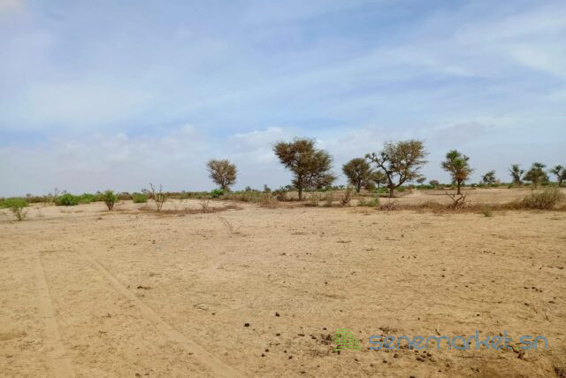 terrain-de-316-hectares-vers-notto-diobass-big-2