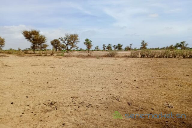terrain-de-316-hectares-vers-notto-diobass-big-1