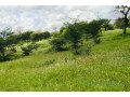 terrain-de-318-hectares-vers-keur-samba-kane-small-2