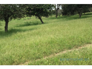 Terrain de 3,18 hectares vers Keur Samba Kane