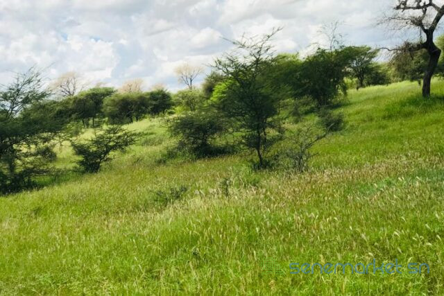 terrain-de-318-hectares-vers-keur-samba-kane-big-2
