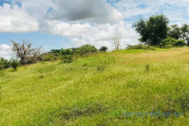 terrain-de-318-hectares-vers-keur-samba-kane-big-1