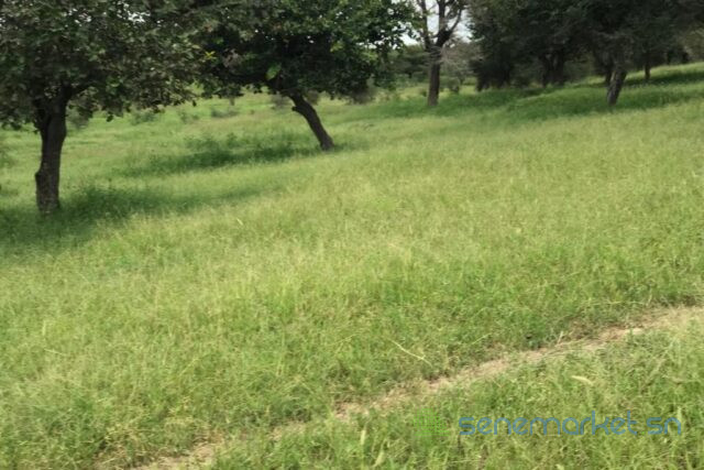 terrain-de-318-hectares-vers-keur-samba-kane-big-0