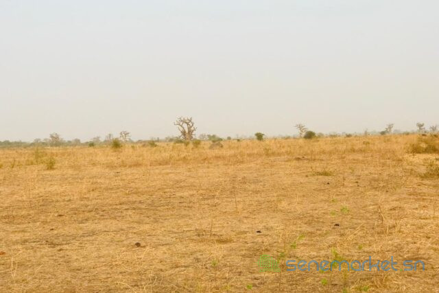 terrain-de-32-hectares-vers-ngueniene-big-2