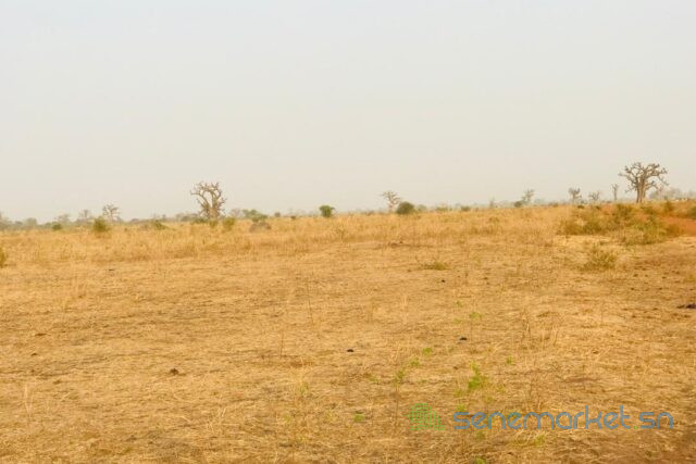 terrain-de-32-hectares-vers-ngueniene-big-0