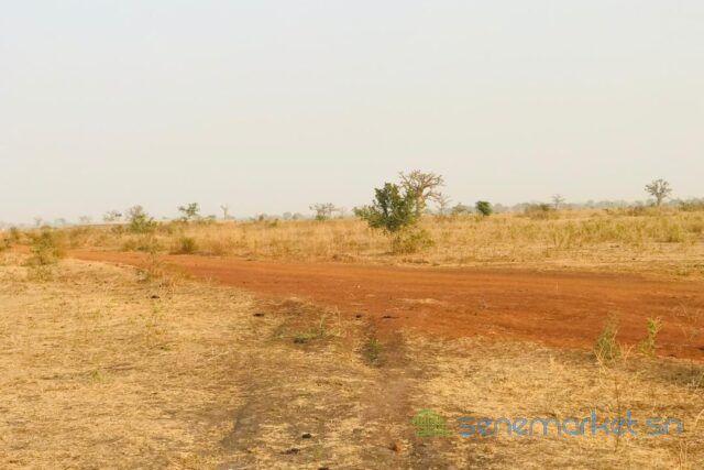 terrain-de-32-hectares-vers-ngueniene-big-1