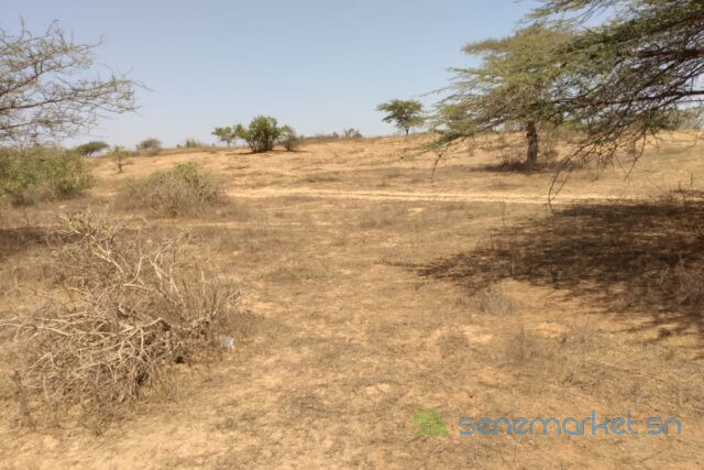 terrain-de-336-hectares-vers-darou-khoudoss-big-2