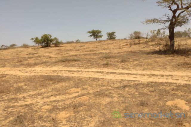 terrain-de-336-hectares-vers-darou-khoudoss-big-0