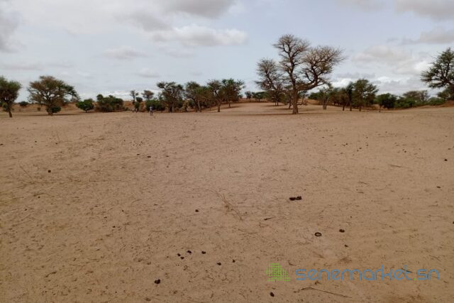 terrain-de-339-hectares-vers-keur-samba-kane-big-0