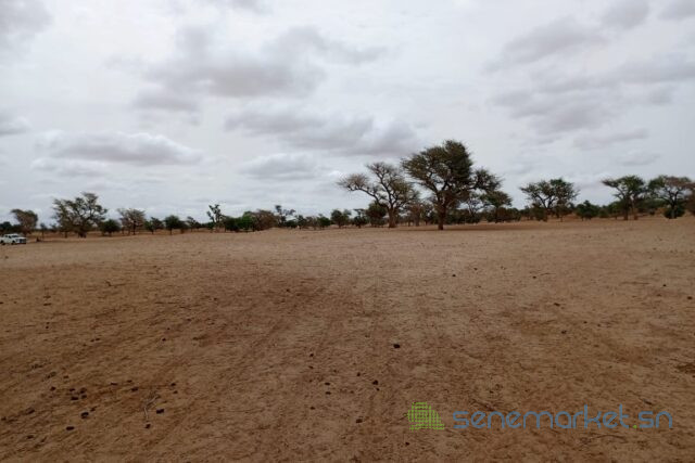 terrain-de-339-hectares-vers-keur-samba-kane-big-1