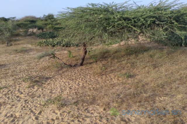 terrain-de-339-hectares-vers-leona-big-1