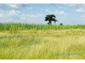 terrain-de-34-hectares-vers-malicounda-small-0