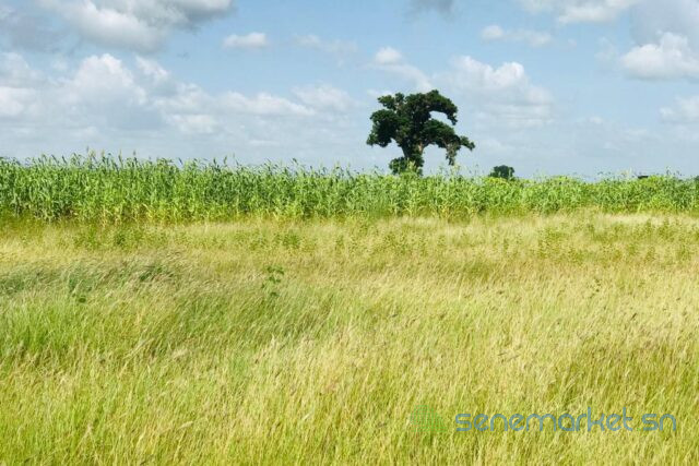 terrain-de-34-hectares-vers-malicounda-big-0