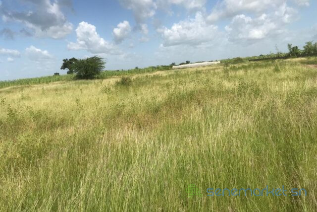 terrain-de-34-hectares-vers-malicounda-big-1