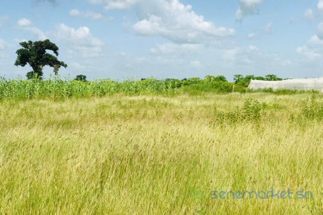 terrain-de-34-hectares-vers-malicounda-big-2