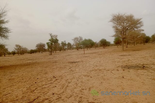 terrain-de-342-hectares-vers-keur-samba-kane-big-0