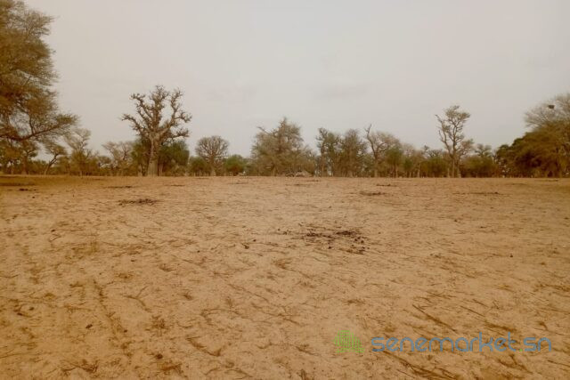 terrain-de-342-hectares-vers-keur-samba-kane-big-2