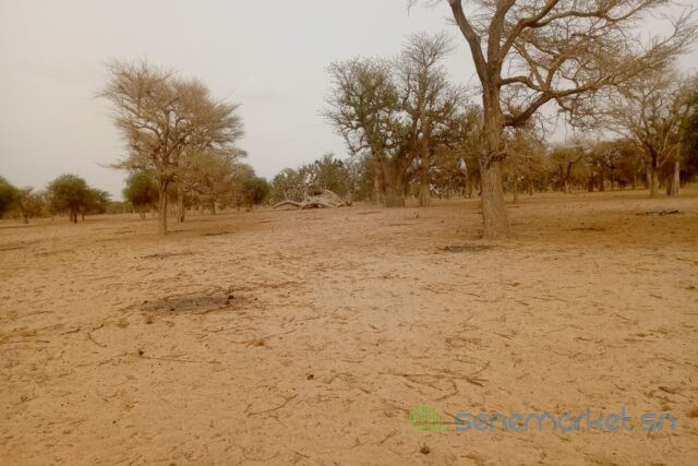 terrain-de-342-hectares-vers-keur-samba-kane-big-1