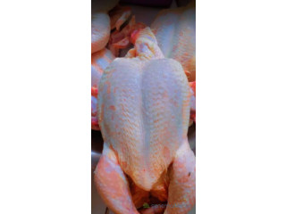 Poulets de Chaire
