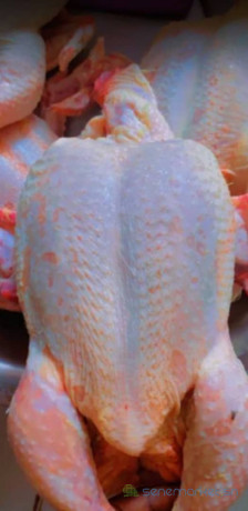 poulets-de-chaire-big-0