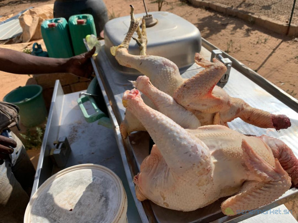 poulets-de-chaire-big-1