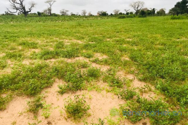 terrain-de-350-hectares-vers-tassette-big-2