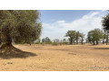 terrains-agricoles-de-8-hectares-a-vendre-a-louly-senegal-small-3