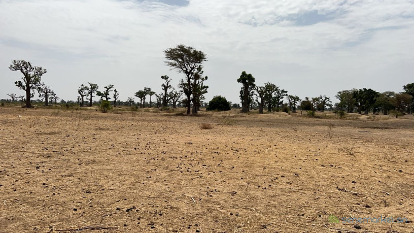 terrains-agricoles-de-8-hectares-a-vendre-a-louly-senegal-big-1