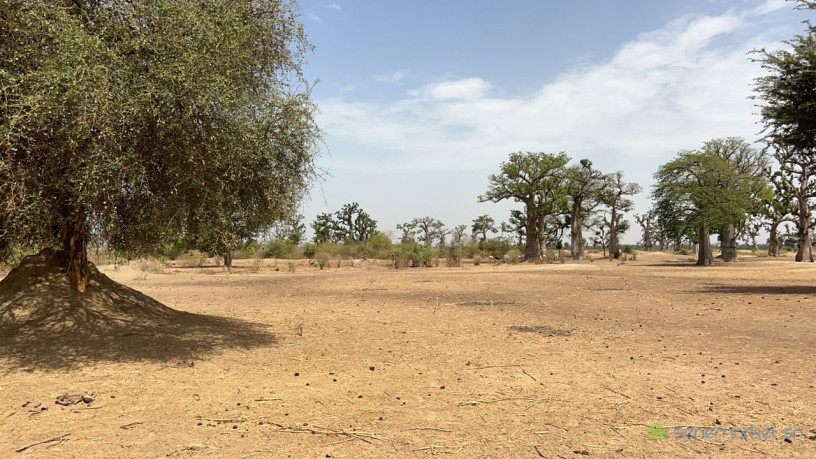 terrains-agricoles-de-8-hectares-a-vendre-a-louly-senegal-big-3