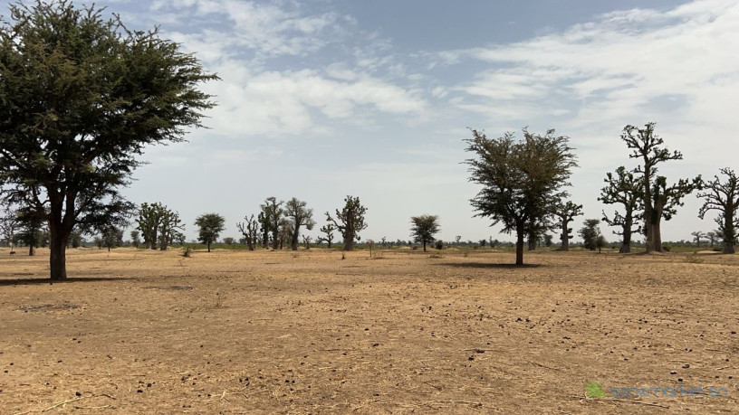 terrains-agricoles-de-8-hectares-a-vendre-a-louly-senegal-big-2