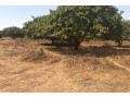 terrain-de-354-hectares-vers-toubacouta-small-0