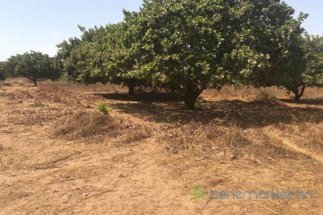 terrain-de-354-hectares-vers-toubacouta-big-0