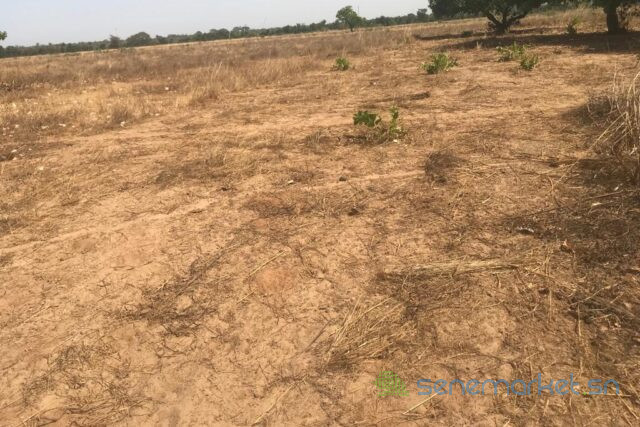 terrain-de-354-hectares-vers-toubacouta-big-1