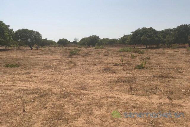 terrain-de-354-hectares-vers-toubacouta-big-2