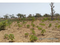 terrain-de-379-hectares-vers-sindia-small-2