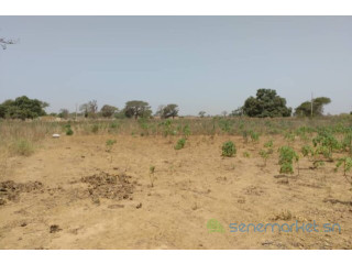 Terrain de 3,79 hectares vers Sindia