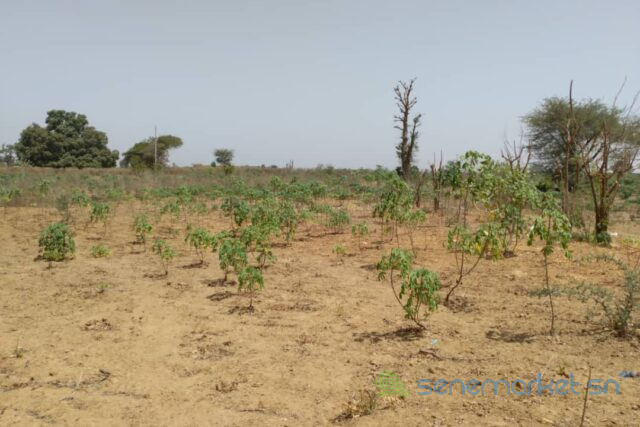 terrain-de-379-hectares-vers-sindia-big-1