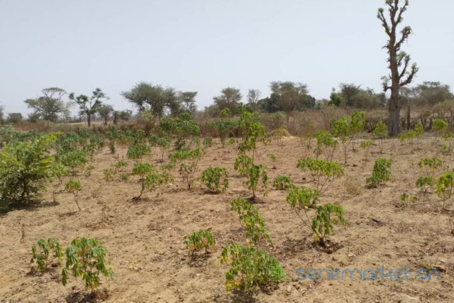 terrain-de-379-hectares-vers-sindia-big-2