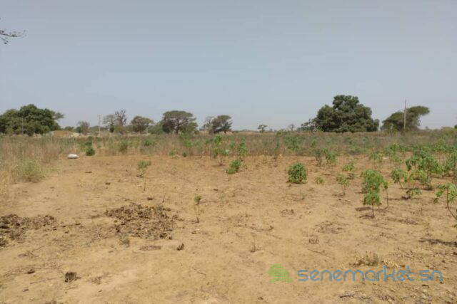 terrain-de-379-hectares-vers-sindia-big-0