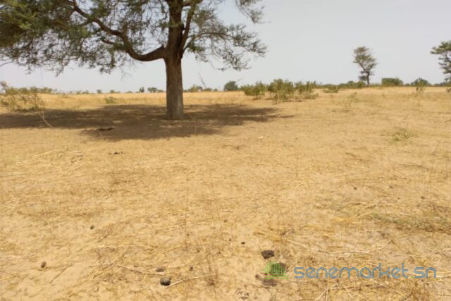 terrain-de-384-hectares-vers-patar-big-1