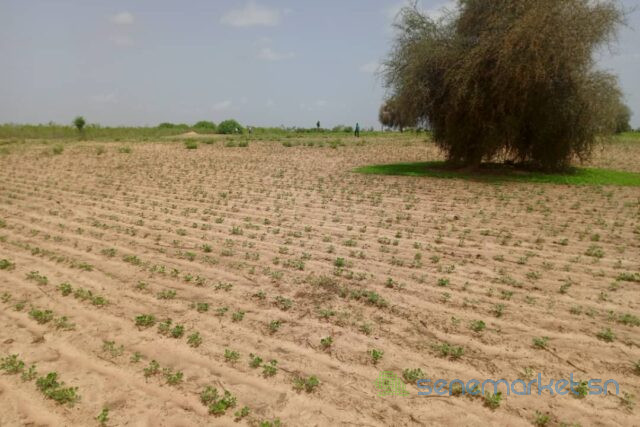 terrain-de-383-hectares-vers-guinguineo-big-0