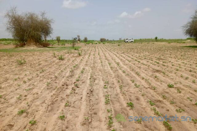 terrain-de-383-hectares-vers-guinguineo-big-2