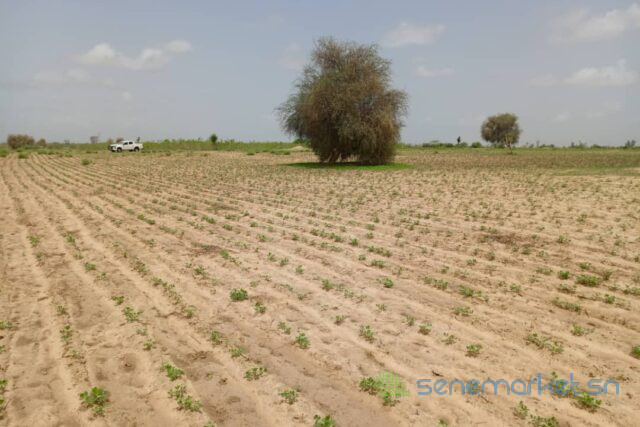 terrain-de-383-hectares-vers-guinguineo-big-1