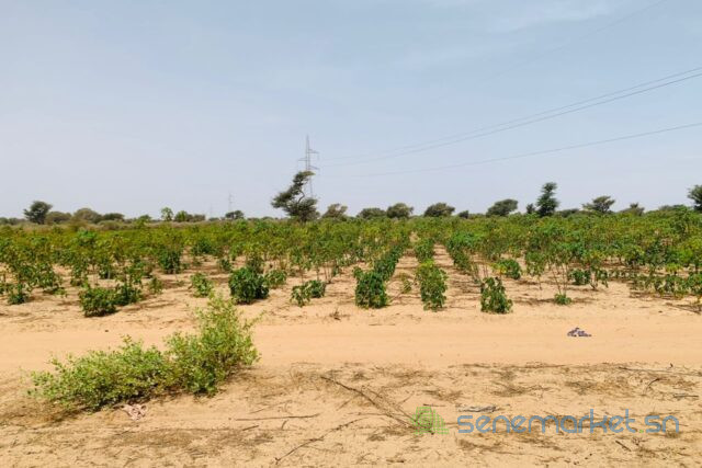 terrain-de-394-hectares-vers-fandene-big-2
