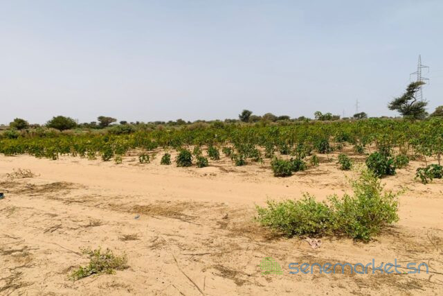 terrain-de-394-hectares-vers-fandene-big-0