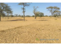 terrain-de-399-hectares-vers-kebemer-small-2